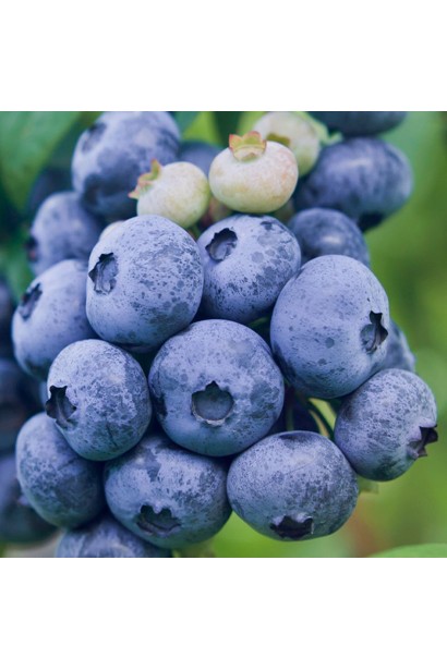 Голубика высокорослая Дарроу